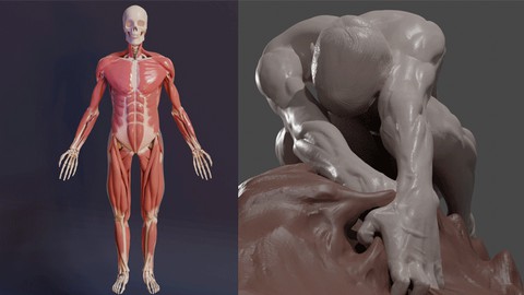 【Udemy中英字幕】3D Anatomy: Sculpting in Blender: Master the human figure