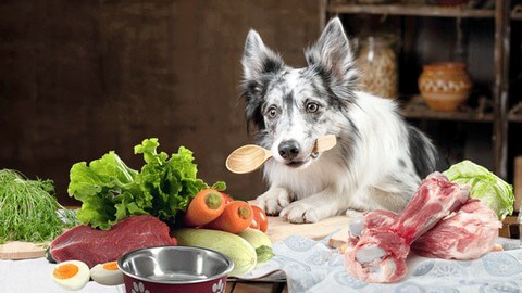 【Udemy中英字幕】Pet Nutrition for Cats and Dogs